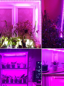 Фитолента для растений светодиодная с выключателем USB фиолетовый свет Огонёк OG-LDL38 4 метра