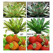 Фитолампа для растений с таймером на прищепке Огонек OG-LDP20